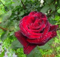 Růže (Rosa)