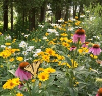 Yellow Swallowtail Butterfly and friends in a Butterfly Garden