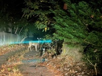 Deer in the headlights--challenging