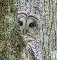 Amazing owl