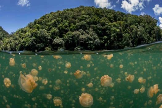 The Famed Lake Jellyfish Of Palau From National Geographic