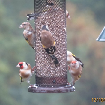 A Goldfinch party!!!