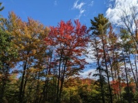 Fall Pictures