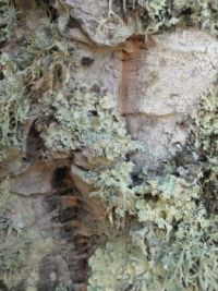 Lichen on old cork oak bark, Sardinia, Italy