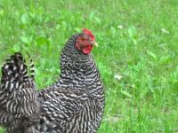 Chicken