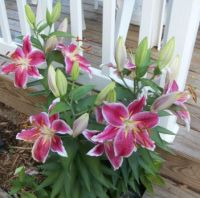 Star gazer lily 2