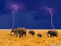Elephants in thunderstorm