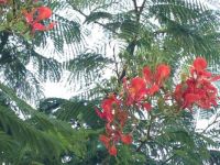 fi_zi. poinciana