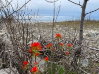 Red wildflower in Wilderness State Park MI