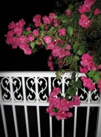 Flowers on Balcony, Turks & Caicos