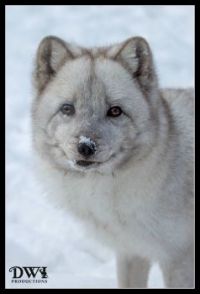 Koda, Arctic Fox (Captive)