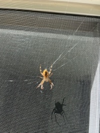 Spider visitor