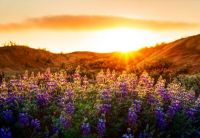 San Francisco - The Lupines at Sunset