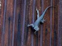 Desert Spiny Lizard
