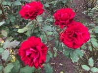 "In the Mood" roses