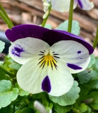 Little purple umbrella for this pansy