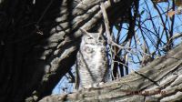 Sleepy Owl