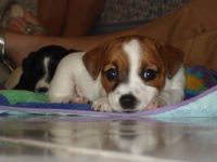 Little Jack Russell Puppy