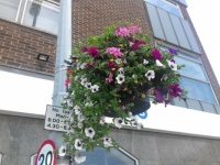 Flowers in town 4