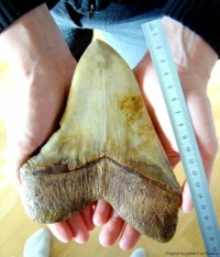 Fossilized megalodon tooth