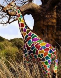 Giraffe of a different color