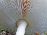 Mushroom Gills