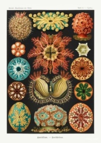 Ernst Haeckel illustration Ascidians