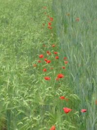 Barley, poppies and triticale
