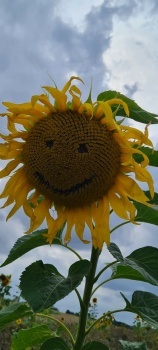 Sonnenblume...Smiley