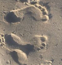 Footprints at low tide