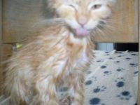 Bath time. Unhappy Mia!