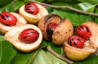 Nutmeg