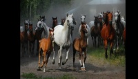 Prachtige paarden 