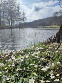See bei Forchtenberg, Baden-Württemberg, Deutschland