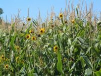 sunflowers in the corn