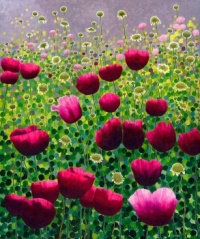 Pink Poppies
