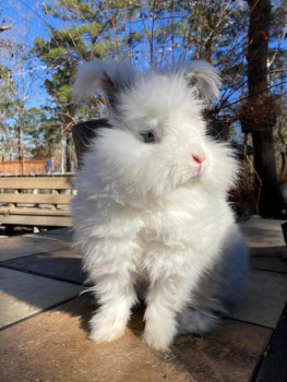 British best sale angora rabbit