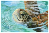 Sea Turtle by Donna Tucker