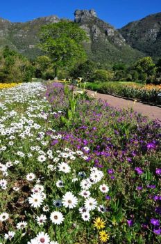 Spring Flowers,in Kirstenbosch Botanical Gardens. C.T.