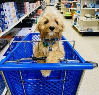 Rudy Goes Shopping