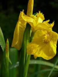 Theme - All Things Yellow