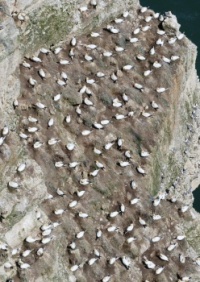 Gannets Nesting, Bempton, Yorkshire, UK
