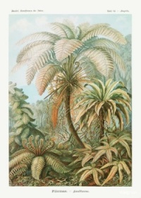 Ernst Haeckel illustration, Ferns.