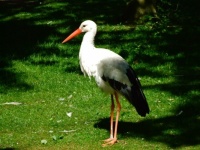 White Stork