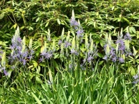 Camassia
