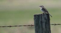 Clay-coloured Sparrow