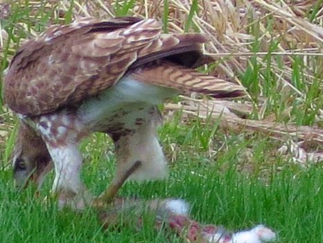 Hawk eating a rabbit