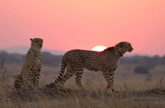 Cheetahs, one with tracking collar