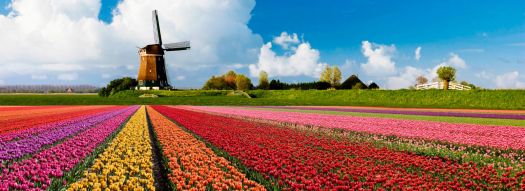 Windmill and tulips in Holland, for Kate (katwoody)!!