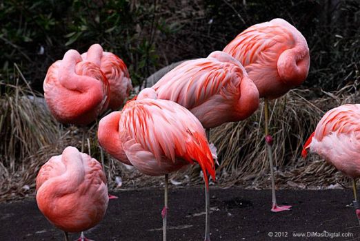 Napping Flamingos